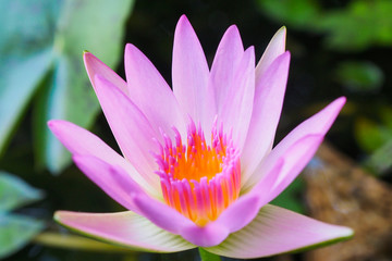 Close up of lotus blooming in macro style,Budha and calm concept