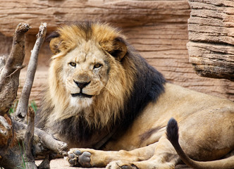 A male lion resting in the hot sun.
