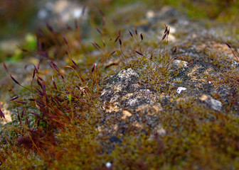 Stone with moss and colorful low grass. Selective focus.