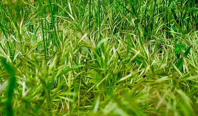 Low angle photo of grass in field. Arrowgrass close up.