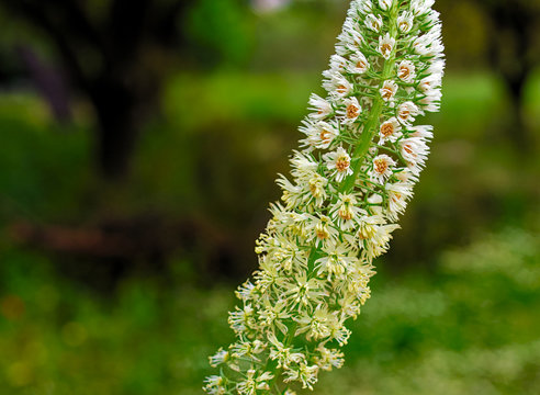 One single field plant with multiple small white flowers. Arrograss in spring field.