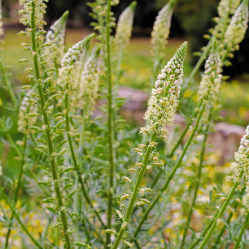 Multiple field plants with many small white flowers. Arrograss in spring field.