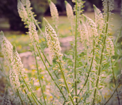 Multiple field plants with many small white flowers. Arrograss in spring field. VIntage look. Purple toning.