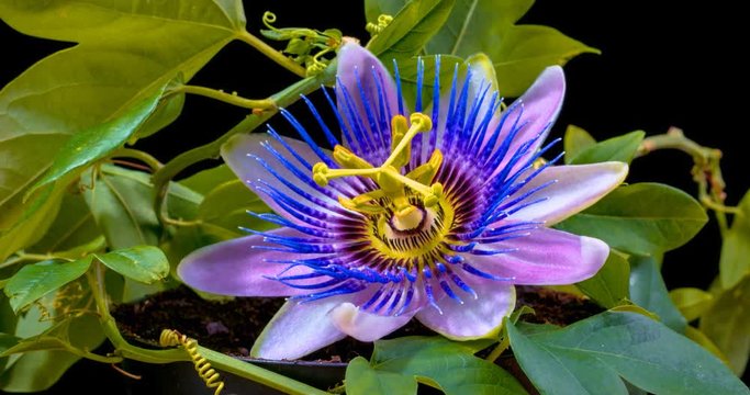 Timelapse of passion flower blooming on a black background
