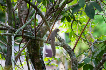 squirrel on tree with green leaves  