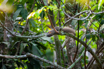 squirrel on tree with green leaves  