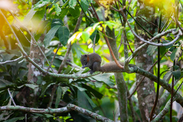 squirrel on tree with green leaves  