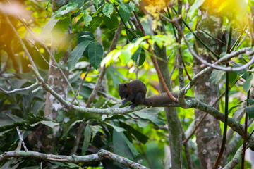 squirrel on tree with green leaves  