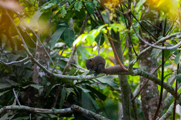 squirrel on tree with green leaves  