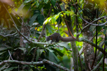 squirrel on tree with green leaves  