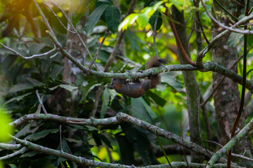squirrel on tree with green leaves  