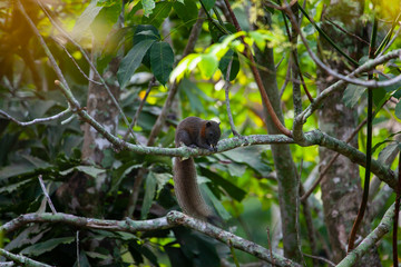 squirrel on tree with green leaves  
