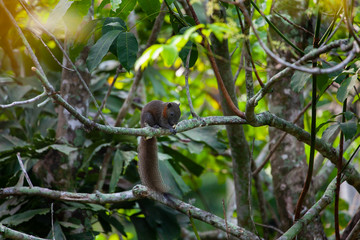 squirrel on tree with green leaves  