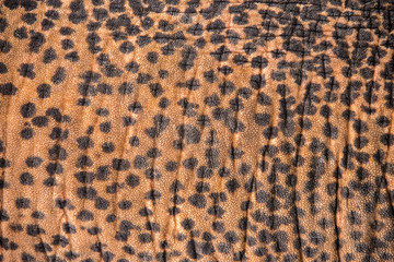 Skin texture of an elephant, close up.