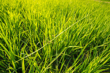 The harmony to survive of weed over the rice field