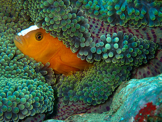 Closeup and macro shot of  Amphiprion perideraion also known as the pink skunk clownfish or pink anemonefishduring the leisure dive in Sabah, Borneo.   