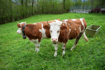 Fototapeta na wymiar 2 chubby cows in grass field