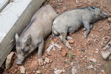 Twin of Asia species Wild Boar sleeping on the ground. Scientific Name is Sus Scrofa.