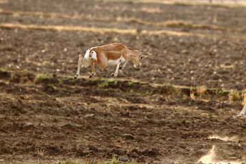 leap of blackbuck
