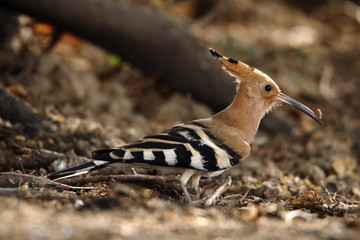 common hoopoe