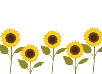 Obraz premium pattern of sunflowers isolated icon