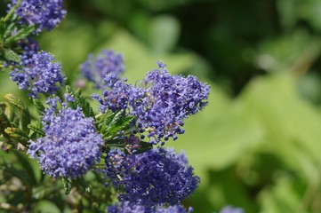 Obraz premium 紫の花を咲かせた植物