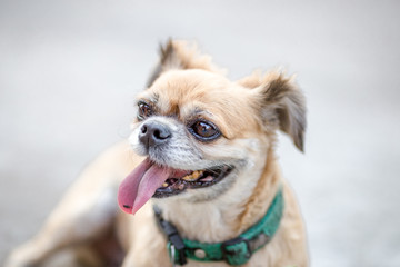 Close-up background view of the small dog Pomeranian, with a playful character and likes to play with the owner, with blurred movements while waiting for food