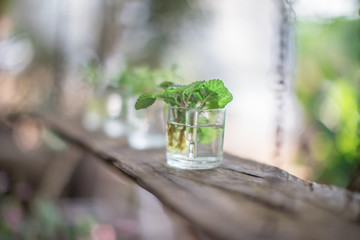 Blurred background of decorative items on wooden tables (flower vases, stones, newspapers, glassware) that are beautifully decorated to satisfy the customers who come to use in the shop.