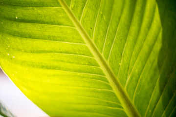 Blurred background of green leaves, planted in parks or in restaurants, cafes, for refreshing, beautiful to those who see