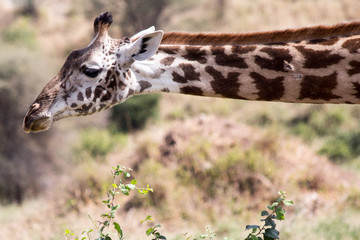 A giraffe stretches it's neck on the savanna in Ngorongoro Crater  in Tanzania