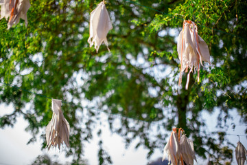 Obraz premium Blurred background of green leaves, planted in parks or in restaurants, cafes, for refreshing, beautiful to those who see