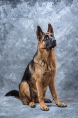 German Shepherd puppy