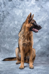 German Shepherd puppy