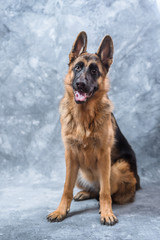 German Shepherd puppy