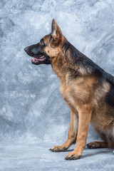 German Shepherd puppy