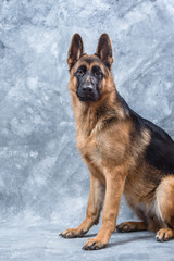 German Shepherd puppy