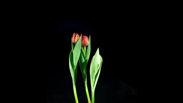 Time lapse video of a red tulips growing and blossoming on a black background