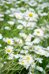 Close Up Group of White Daisy Flower            