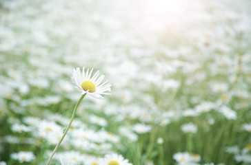 Selected Focus One White Daisy Flower in Flower Meadow with Effect Flare Light                                      