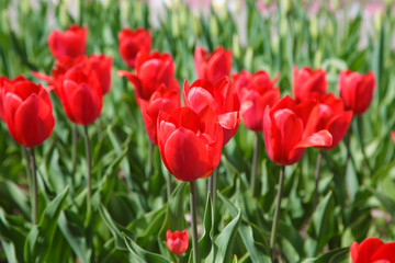 Blooming tulips. Beautiful spring and summer background. Place to insert text. Spring flowers.