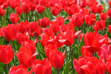 Blooming tulips. Beautiful spring and summer background. Place to insert text. Spring flowers.
