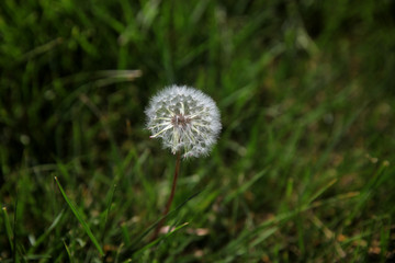 Dandelion with seeds in grassy lawn closeup
