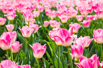 Blooming tulips. Beautiful spring and summer background. Place to insert text. Spring flowers.