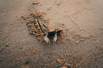 Sea Crab