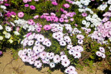 Obraz premium White daisy flowers field (African daisy or Osteospermum ecklonis or Cape marguerite). Top view (flat lay) 