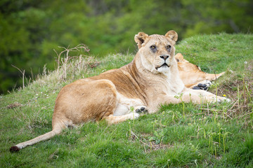 Fototapeta na wymiar lioness