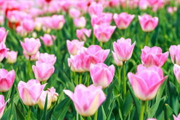 Blooming tulips. Beautiful spring and summer background. Place to insert text. Spring flowers.