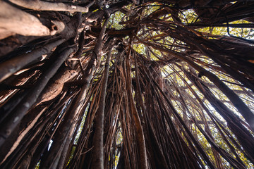 Banyan tree branch background