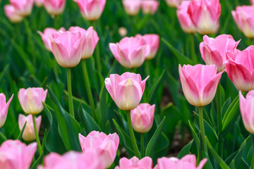Obraz premium Blooming tulips. Beautiful spring and summer background. Place to insert text. Spring flowers.