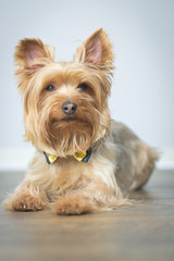 Yorkshire Terrier Puppy Posing for Portrait